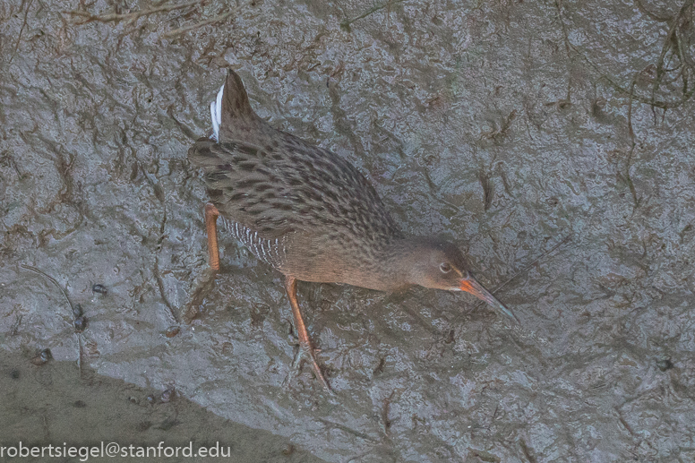 palo alto baylands